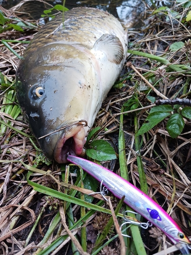 コイの釣果