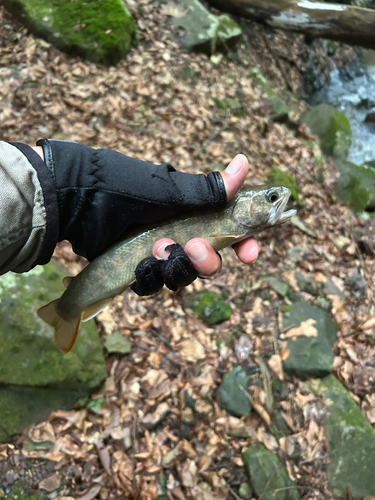 ニッコウイワナの釣果