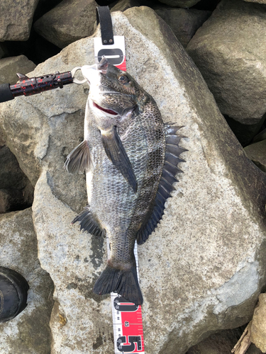 クロダイの釣果