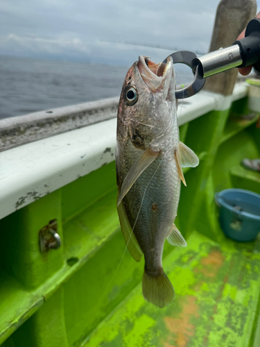 イシモチの釣果