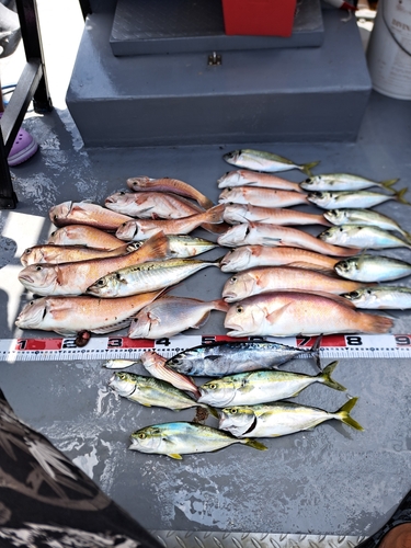 シロアマダイの釣果