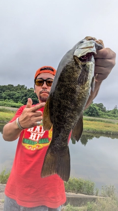 スモールマウスバスの釣果