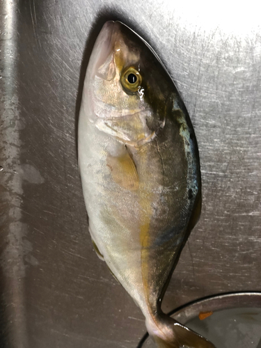 ショゴの釣果