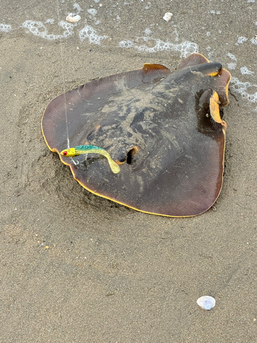 エイの釣果