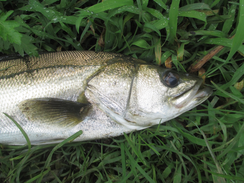 スズキの釣果