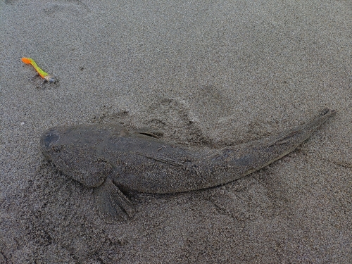 マゴチの釣果