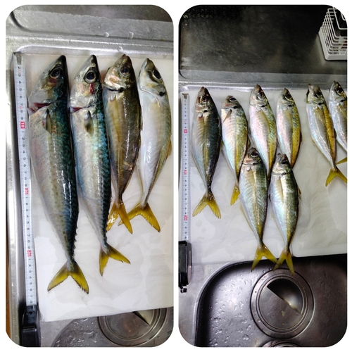 アジの釣果