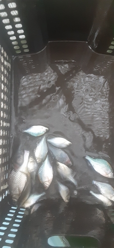 カネヒラの釣果