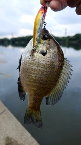 ブルーギルの釣果