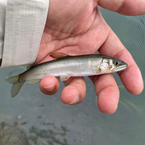 アユの釣果