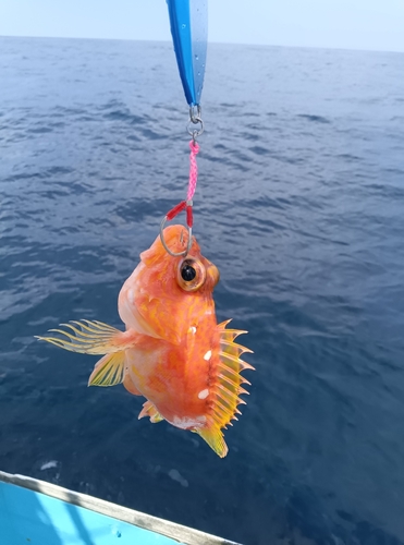 アヤメカサゴの釣果