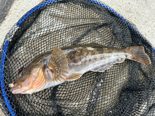 アイナメの釣果