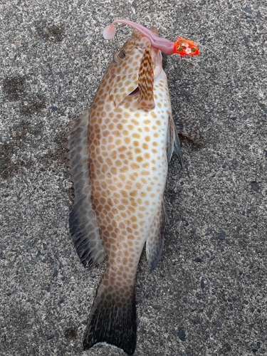 オオモンハタの釣果