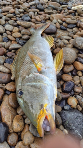 ムネアカクチビの釣果