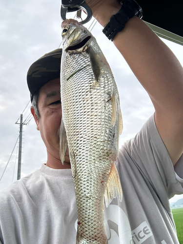 ワタカの釣果