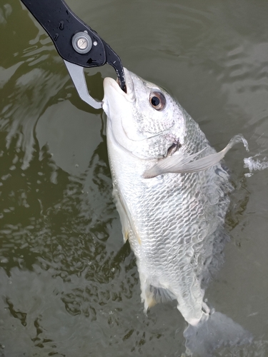 キビレの釣果