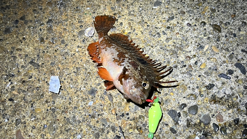 ハオコゼの釣果