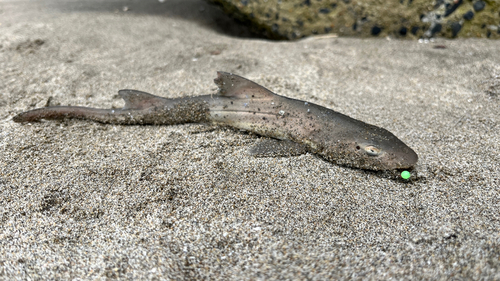 サメの釣果