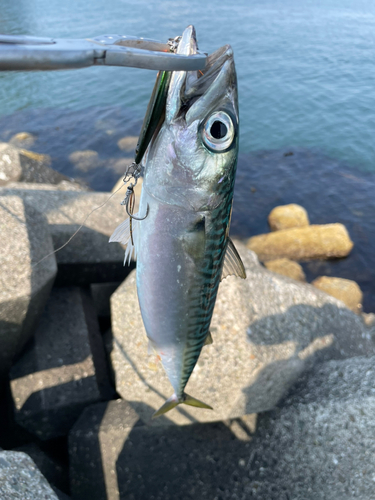 サバの釣果