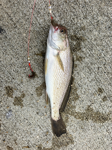 イシモチの釣果