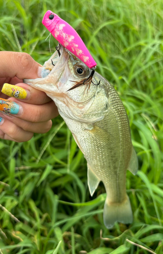 ブラックバスの釣果