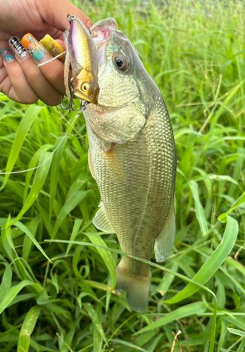 ブラックバスの釣果