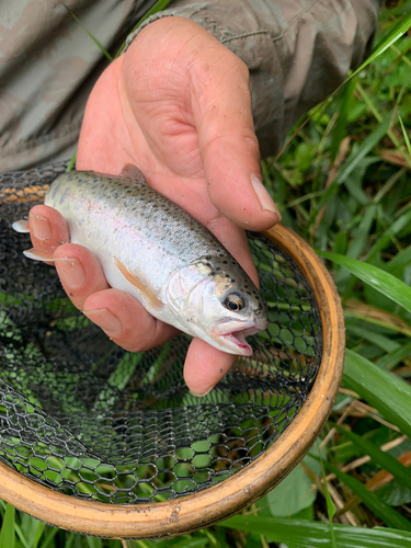 ニジマスの釣果