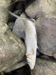 ニゴイの釣果