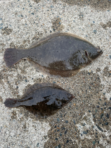 カレイの釣果