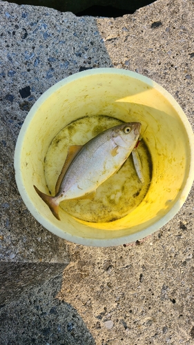 ショゴの釣果