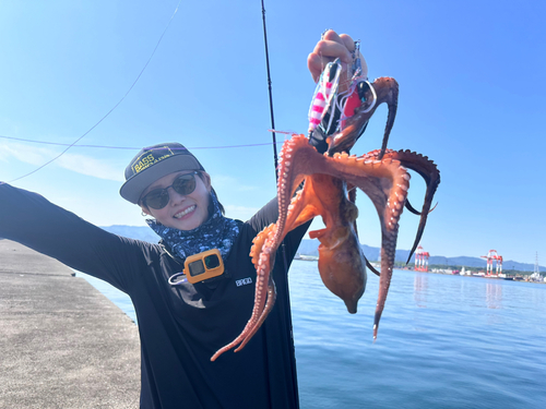 タコの釣果