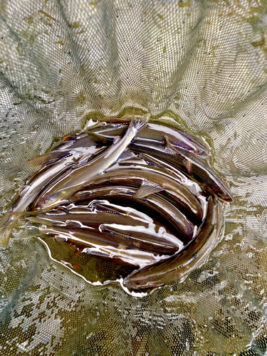 アユの釣果