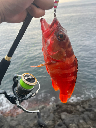 アカハタの釣果