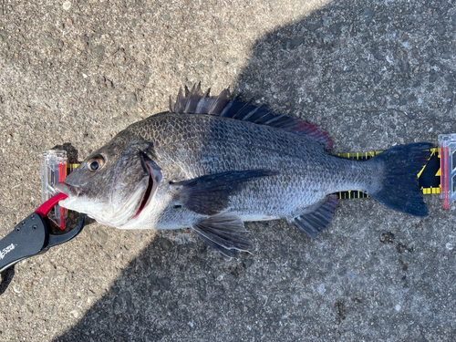 クロダイの釣果