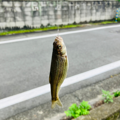 モロコの釣果