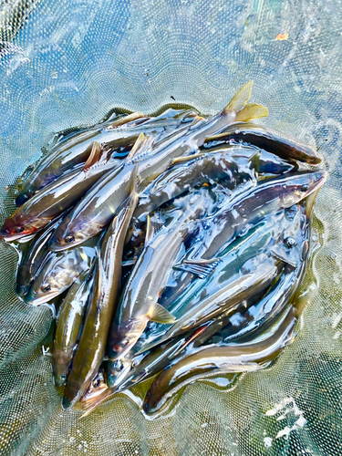 アユの釣果