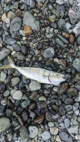 ワカシの釣果