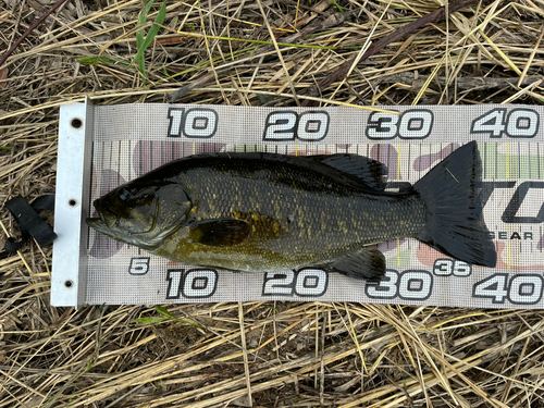 スモールマウスバスの釣果