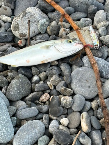 ソウダガツオの釣果