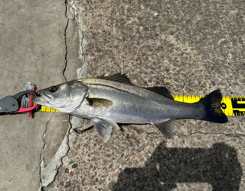 ハネ（マルスズキ）の釣果