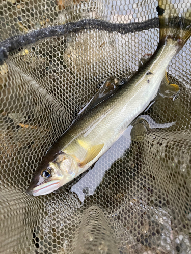 アユの釣果