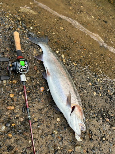 ニジマスの釣果