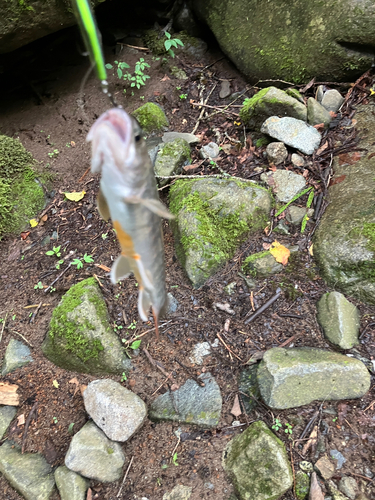 イワナの釣果