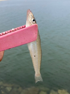 キスの釣果