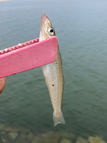 キスの釣果