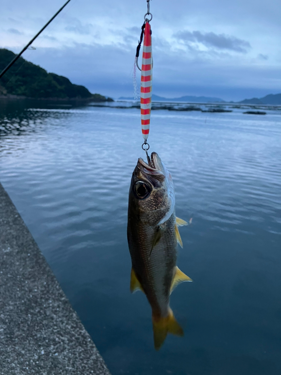 カンパチ