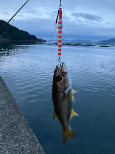 カンパチの釣果