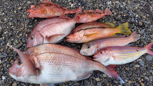 シロアマダイの釣果