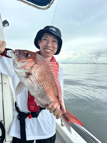 マダイの釣果