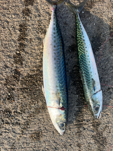 サバの釣果